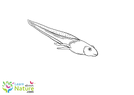 They do not grow legs or arms until they become proper adults. Tadpole Coloring Page Learn About Nature