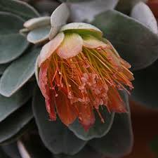 Maybe you would like to learn more about one of these? Growing Australian Native Plants And A To Z List Of Garden Species