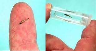 Top 10 Smallest Animals In The World Small Pets Animals Of The World 10 Things