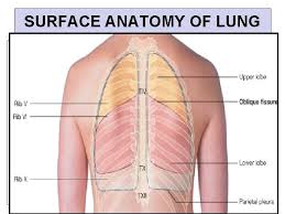 They extend from the inner surface of one rib to the inner surface of either the next rib or even the one below that. Pleura Lung By Prof Saeed Abuel Makarem Dr