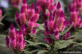 Celosia Caracas Cockscomb Woolflowers Flowers Flores Plants