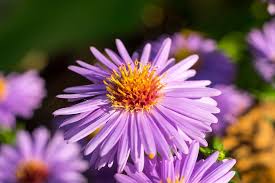 Get your hands on everything from. Hd Wallpaper Flower Aster Trivia Plant Wheatgrass Violet Purple Pink Wallpaper Flare
