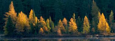 About Tamarack — Tamarack Defense