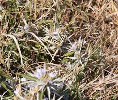 Image result for Blepharis acanthodioides