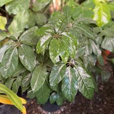 Image result for Heptapleurum actinophyllum