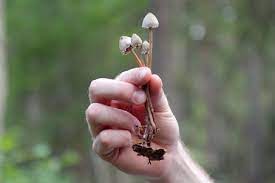 Can Magic Mushrooms Cure Depression Psych