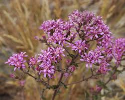 Image result for Microchloa afra