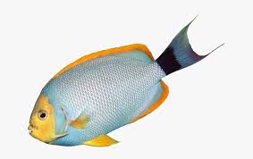 They must be uploaded as png files, isolated on a transparent background. Fish Clipart Transparent Background Transparent Aquarium Fish Clipart Hd Png Download Transparent Png Image Pngitem