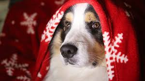 5 Natural Remedies To Soothe Your Dog S Cough Or Cold The Dog People By Rover Com