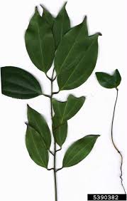 Cinnamon, (cinnamomum verum), also called ceylon cinnamon, bushy evergreen tree of the laurel family (lauraceae) and the spice derived cinnamon spice, including chinese cassia (cinnamomum cassia), vietnamese, or saigon, cinnamon (c. Padang Cassia Cinnamomum Burmannii Laurales Lauraceae 5390382