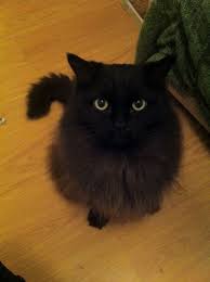Russian Blue Cats Long Hair Black Ragdoll Cat Ziggy Stardust Long Haired Ragdoll British Short Hair Cross Soot In 2020 With Images Fluffy Black Cat Angora Cats Pretty Cats