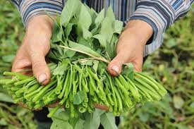 We did not find results for: Boiled Morning Glory The Quintessence Of Vietnamese Cuisine Vietnam Times