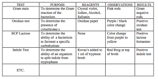 Https Fac Ksu Edu Sa Sites Default Files Identifying Unknown Bacterium Guide Pdf