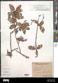 Image result for Schinopsis