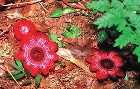 Image result for Dissotis longisepala