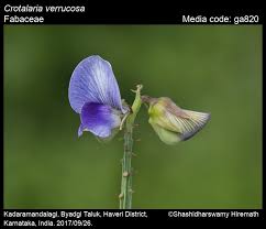 Image result for Crotalaria parvula