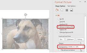 How To Make An Image Transparent In Powerpoint Powerpoint Tips And Tutorials In 2021 Powerpoint Tips Powerpoint Transparent