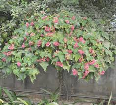 Image result for Dombeya
