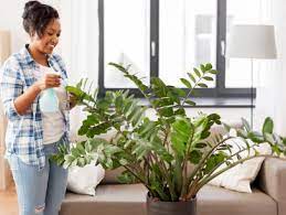 As well as being a cinch to keep alive (further into this article we'll give you a step by step care guide for keeping your plant healthy), the other advantage of this newish introduction to the world of houseplants is that it's. Zz Plant Care And Maintenance Hgtv