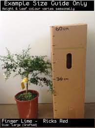 Maybe you would like to learn more about one of these? Finger Lime Ricks Red Tree Microcitrus Australasica
