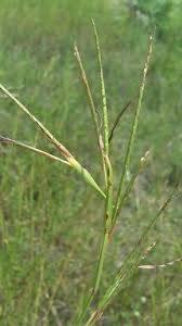 Image result for Hemarthria