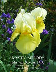 Heritage Irises Bearded Iris Cottage Garden Plants Iris