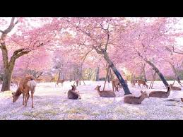 Many schools and companies have cherry trees outside of them. Deer Lounge Under Cherry Blossom Trees In Japan S Nara Park And It S Utterly Magical Secretnyc
