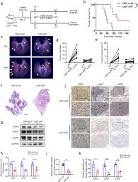 From light purple to dark purple, the collection gives a good idea to the graphic designers what color to choose. In Vivo Self Assembled Small Rnas As A New Generation Of Rnai Therapeutics Cell Research