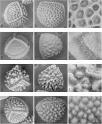 Image result for Isoetes welwitschii