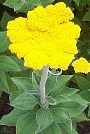 Image result for Helichrysum globosum