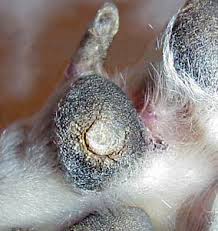 Durch den druck der auf dem fuß lastet, wachsen sie nach innen und bilden ein dornartiges verhorntes gewebe. Dornwarzen The Greyhound Show