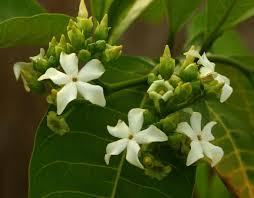 Image result for Voacanga africana