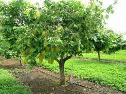 All about star fruit carambola branches produce leaves opposite one another down the branch. Carambola The Star Shaped Fruit Tree Gardening On