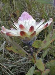 Image result for Protea wentzeliana
