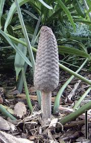 Image result for Cycadaceae