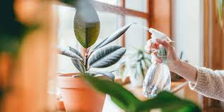 Check out my list of the 15 best low light indoor plants! Rubber Plant Care How To Grow A Rubber Tree
