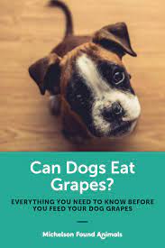 Can Dogs Eat Grapes Can Dogs Eat Grapes Vegan Dog Food Make Dog Food