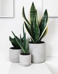 The worst can happen if your pet was to ingest a poisonous cactus. Snake Plant Bad Luck Flowersandflowerthings