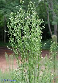 Image result for Conyza