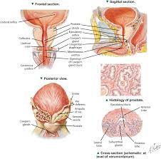Accessory Sex Gland An Overview Sciencedirect Topics