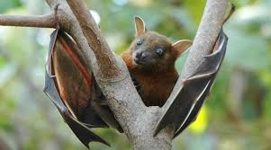 Symptoms from infection vary from none to fever, cough, headache, shortness of breath, and confusion. What Is Nipah Virus What Is News The Indian Express