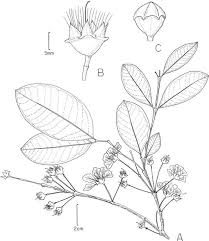 Image result for Hionanthera