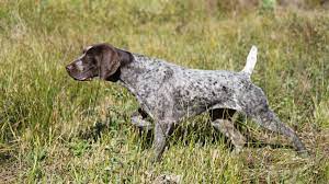 They will be ready to go may the 2nd and will come with akc registr. German Shorthaired Pointers 10 Fun Facts About These All Around Dogs