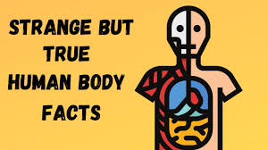 What are some things everyone should know? Strange But True Facts About The Human Body Youtube