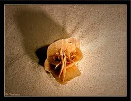 Achetez en toute confiance et sécurité sur ebay! La Rose Des Sables L Oeil Ouvert Photo Et Poesie