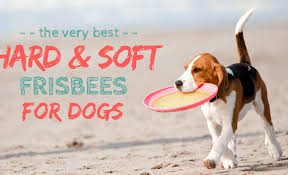 Get this free breed specific training course to have a happy & healthy dog at home. 6 Best Hard Soft Frisbees For Dogs Catch That Flying Disk