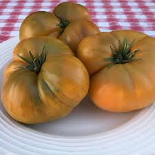 Because roots are restricted in a small pot, it's important to get the feeding right. Uluru Ochre Dwarf Organic Tomato Seeds Tomatofest