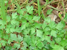 Image result for Petroselinum