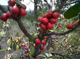 Image result for Englerophytum natalense