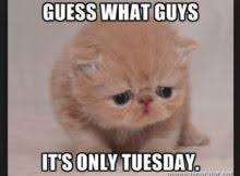 It's tuesday and its a long week to go! Funny Tuesday Quotes Archives The Random Vibez